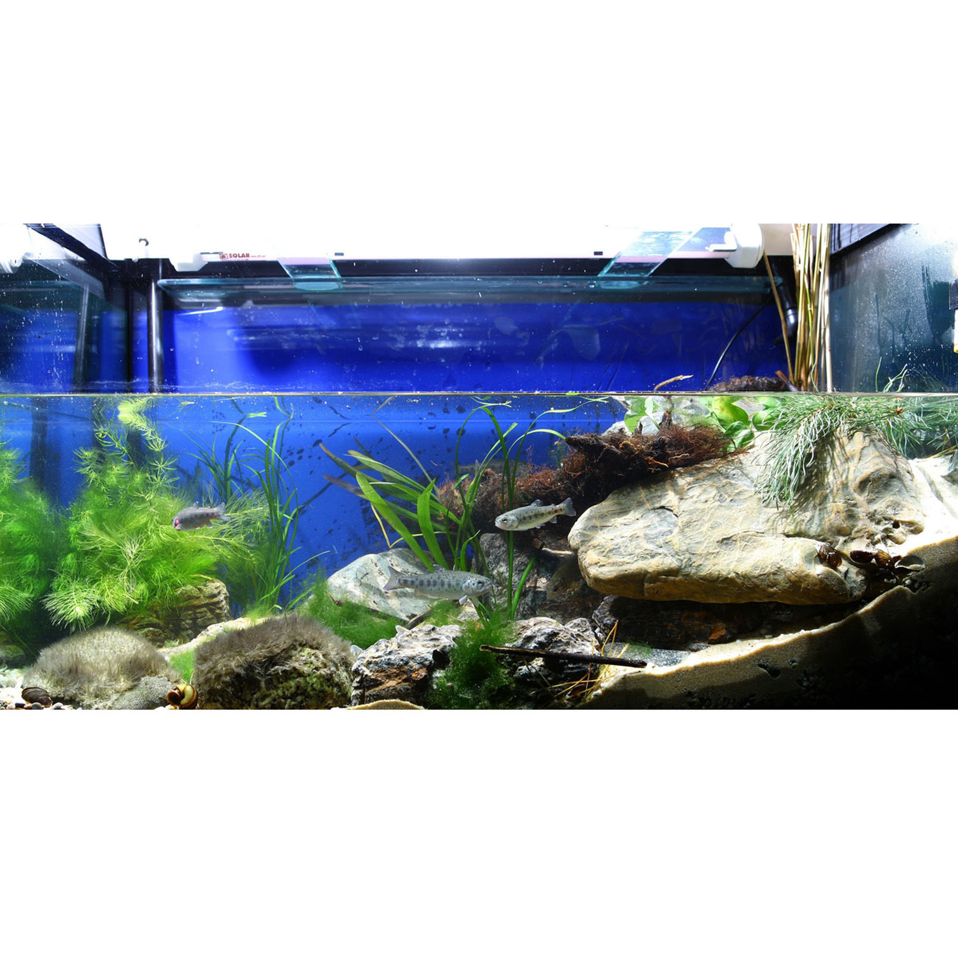 Only for the ambitious: The JBL Biotope Aquarium Design Contest 2014