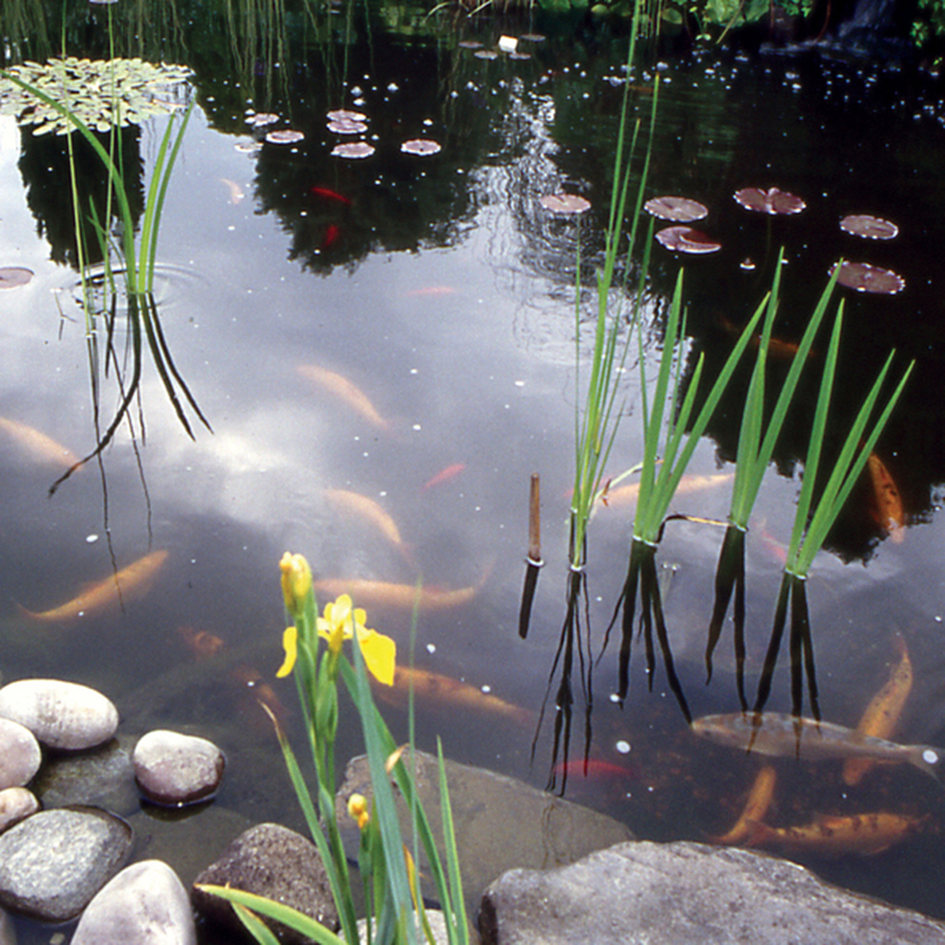 Flüssiger Sonnenschutz für Ihren Teich beugt Algen vor