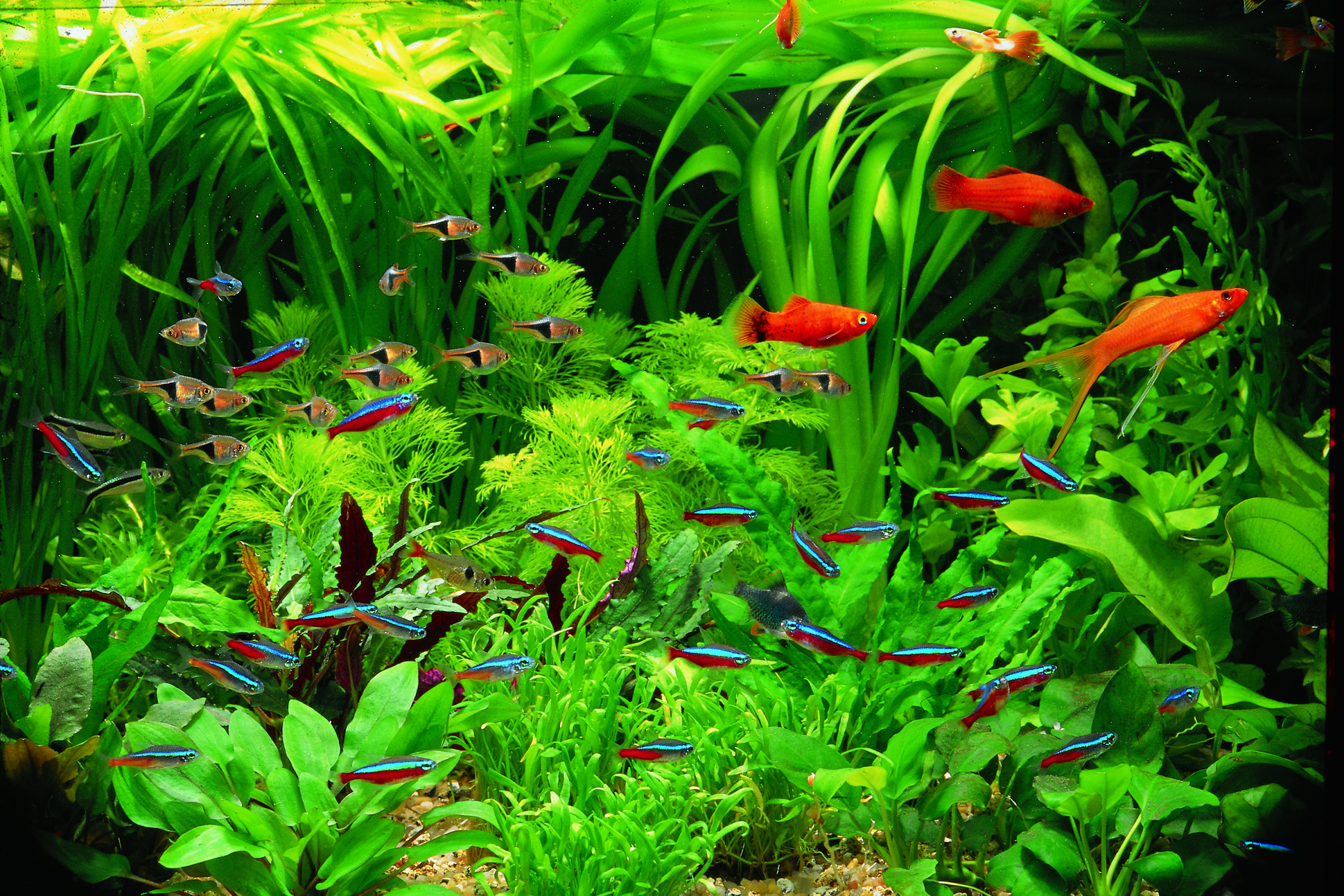Аквариум с растениями и рыбками