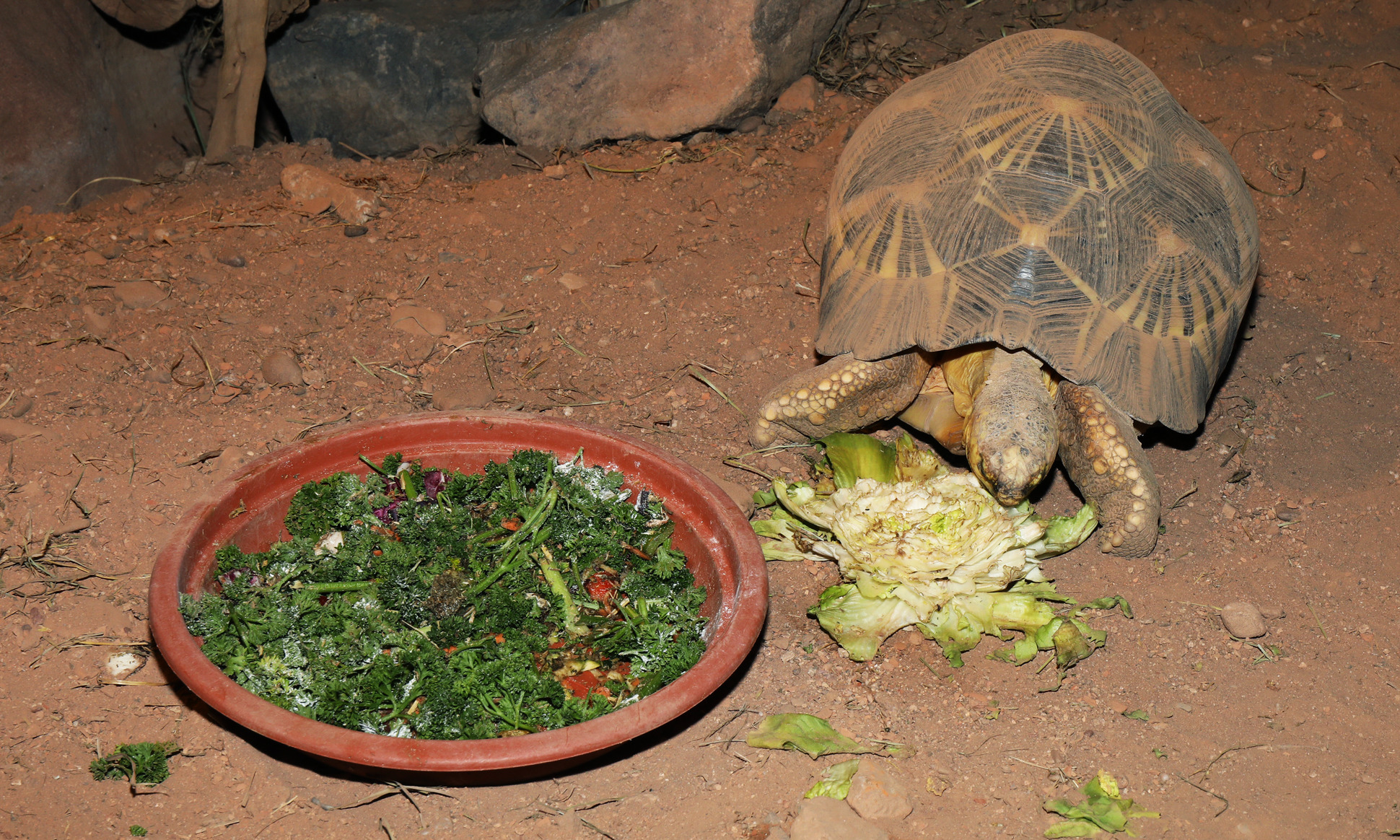 El terrario para tortugas terrestres