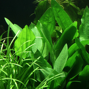 Akvaryum Bitki Turleri Akvaryum Bitkilerinin Cok Cesitleri By Cofish Cofish Akvaryum Medium