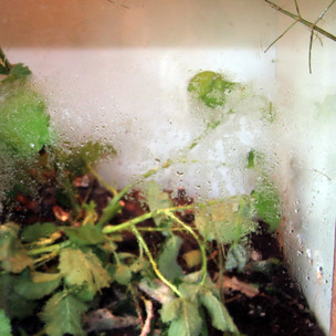 Mites and mould in the terrarium