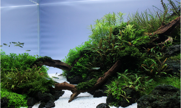 Waarom is kooldioxide (CO2) de belangrijkste plantenvoedingsstof in het  aquarium?