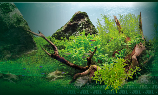 Aquascaping: sand, gravel or soil – which is best?