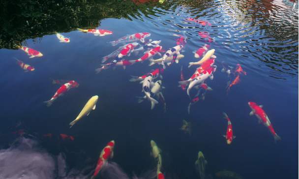 Fischkrankheiten Im Teich Rechtzeitig Erkennen