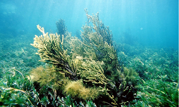 Algues Les Plantes De L Eau De Mer