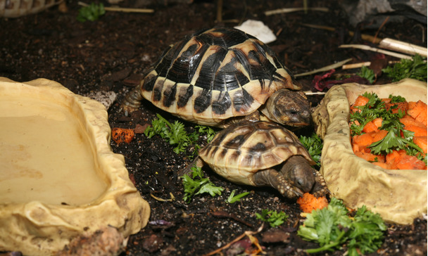 The tortoise terrarium