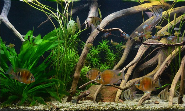 Biotope aquarium: A habitat like nature