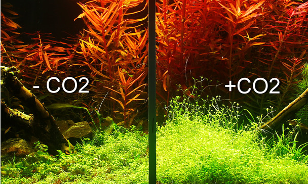 Geht es auch ohne CO2 im Aquarium?