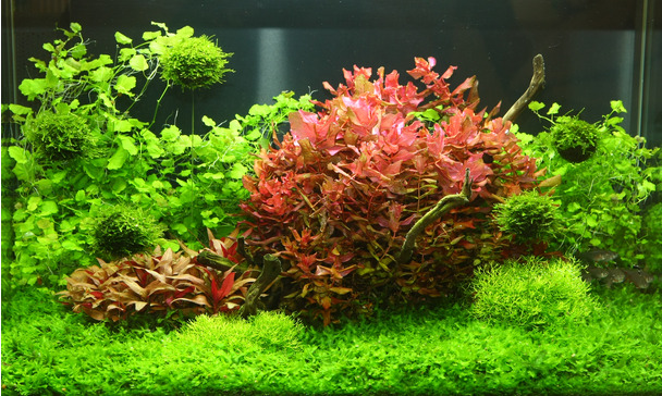Perfect aquarium plant growth - very complicated or really simple?
