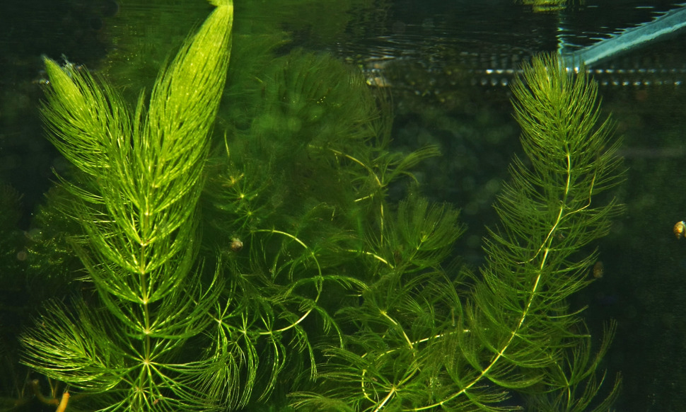 Уруть водная. Уруть и роголистник. Уруть колосистая (Myriophyllum spicatum),. Myriophyllum spicatum l. Myriophyllum spicatum корень.