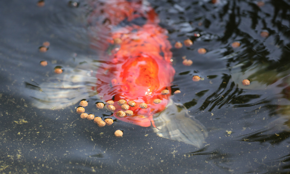 overfeeding koi