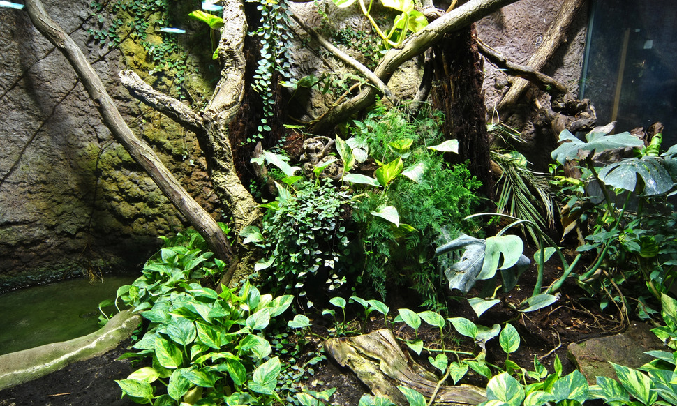 Terrarium lasu tropikalnego